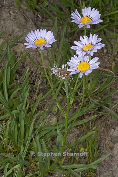 erigeron glacialis var glacialis 5 graphic